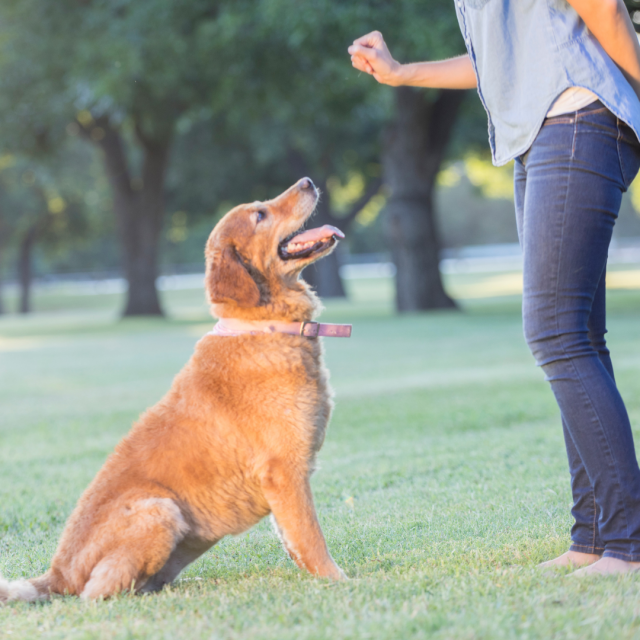 Toronto Dog Training