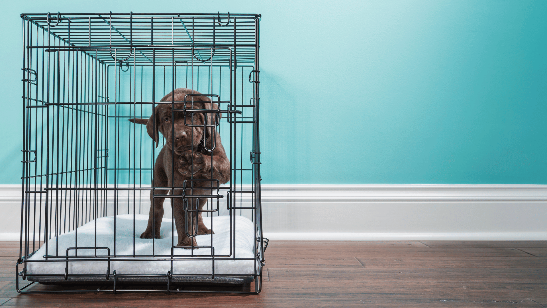 Dog crate