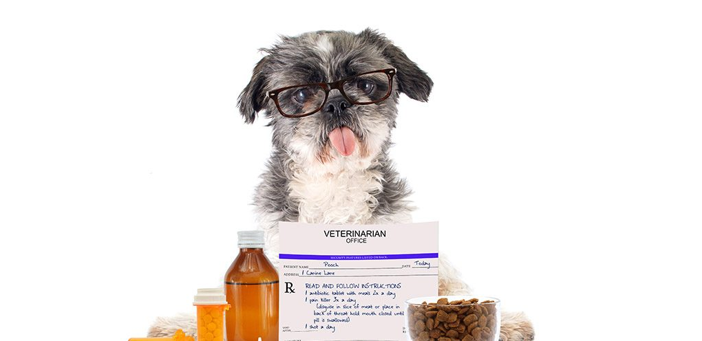 Dog separation anxiety medication