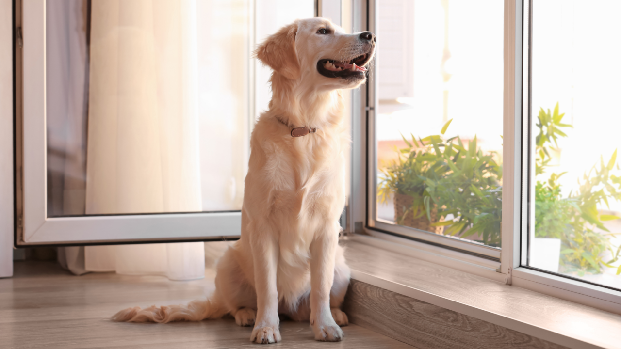 Dog Separation Anxiety Training