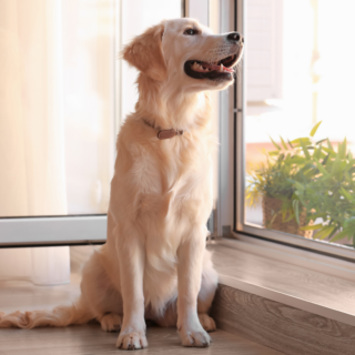 Dog Separation Anxiety Training