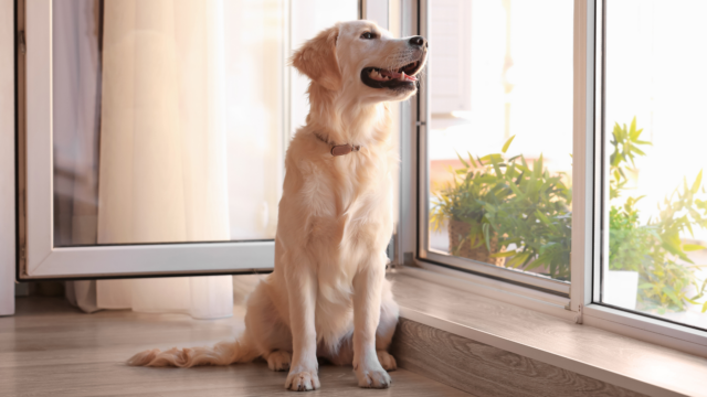 Dog Separation Anxiety Training