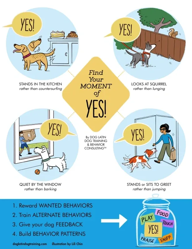 Positive Reinforcement Dog Training