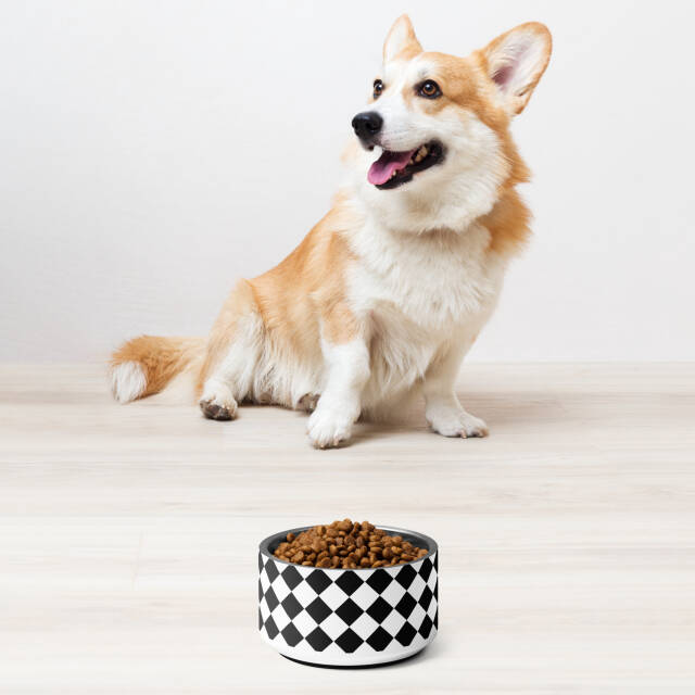 Checker Dog Bowl - Image 2